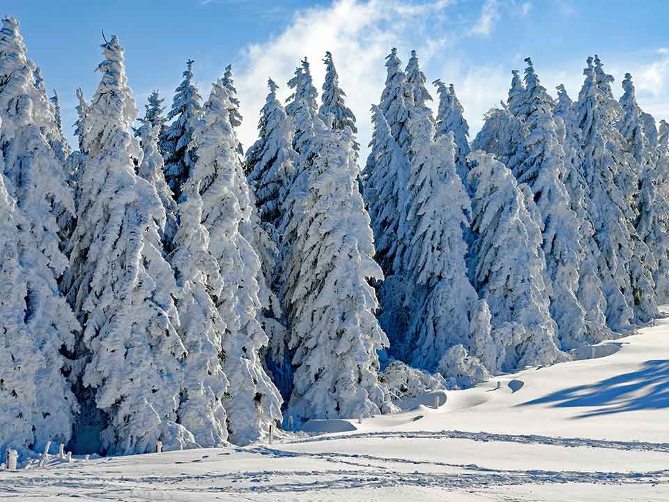 Зимнее дерево из пряжи своими руками к Новому году. Мастер-класс с пошаговыми фото